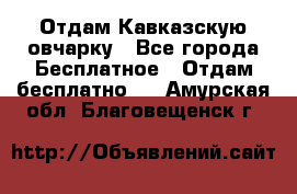 Отдам Кавказскую овчарку - Все города Бесплатное » Отдам бесплатно   . Амурская обл.,Благовещенск г.